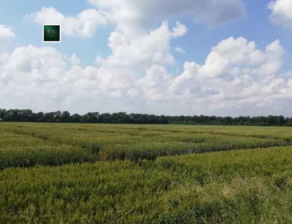 Продава земеделска земя, гр. бобошево, област кюстендил