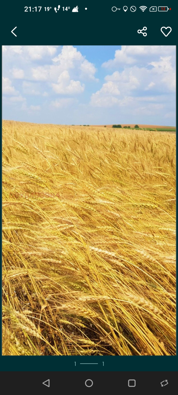 Продава земеделска земя, с. мусина, област велико търново