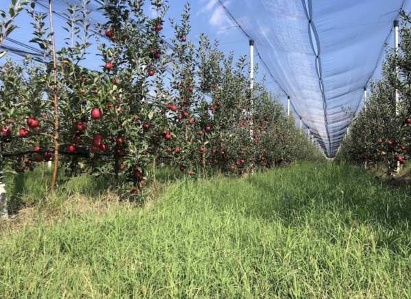 Продава земеделска земя, гр. сандански, област благоевград