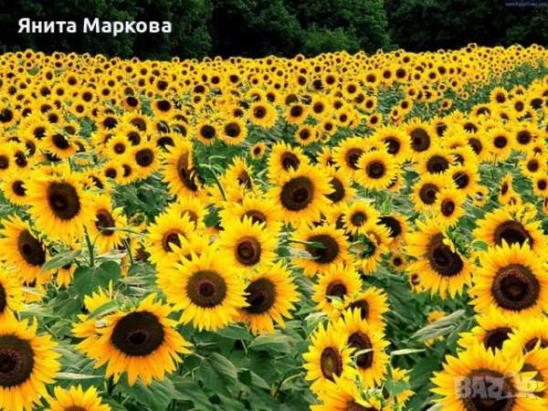 Купувам земеделска земя всички землища в община елхово