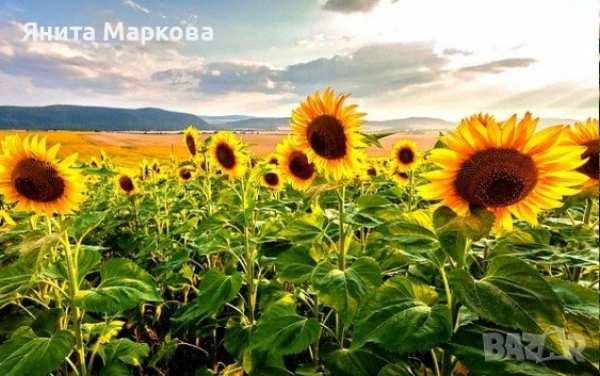 Купувам земеделска земя всички землища в община болярово