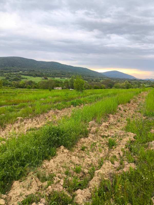 Продава земеделска земя, гр. стрелча, област пазарджик