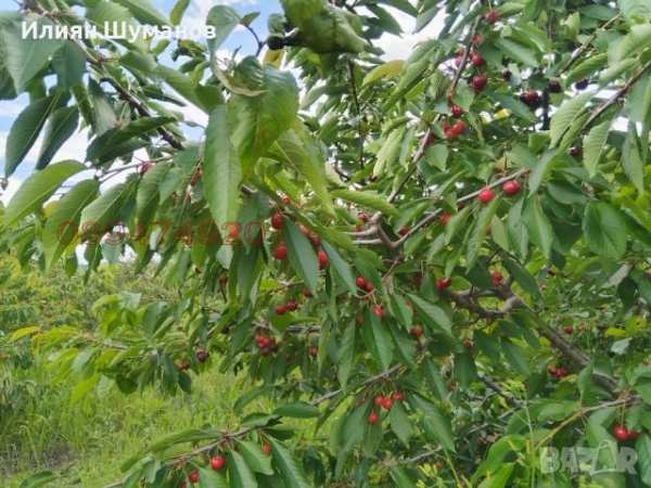 Продава земеделска земя, с. синитово, област пазарджик