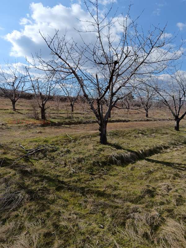 Продава земеделска земя, с. виноградец, област пазарджик
