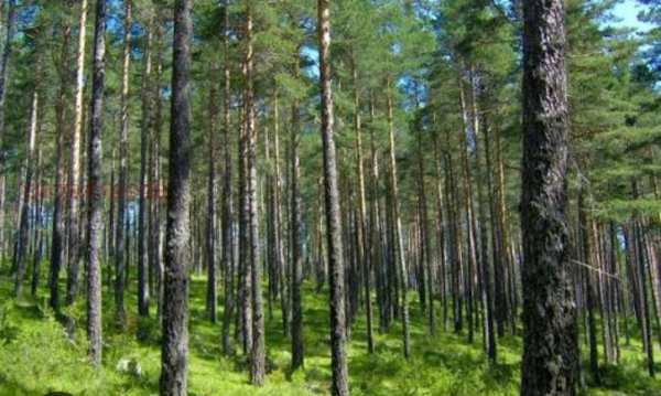 Продава земеделска земя, с. цонево, област варна