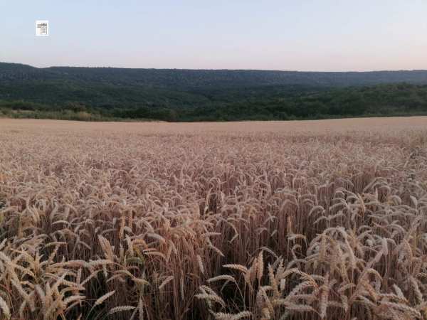Продава земеделска земя, с. църква, област добрич
