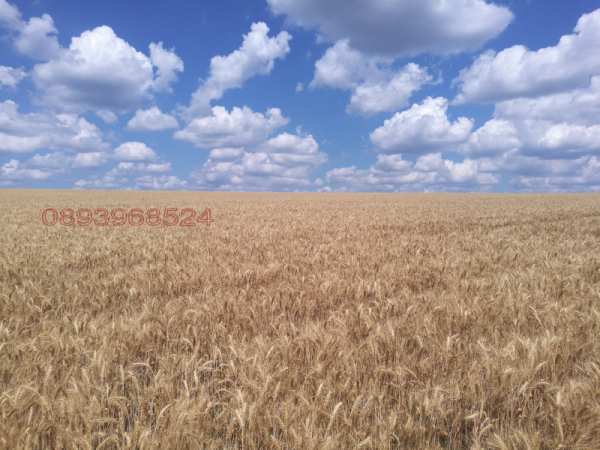 Продава земеделска земя, с. люляково, област добрич