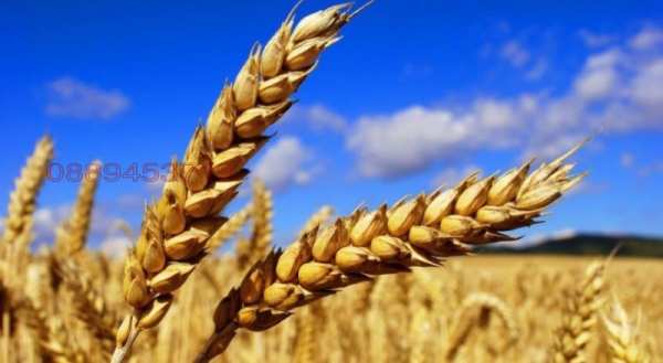 Продава земеделска земя, с. неофит рилски, област варна